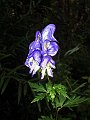 Ranunculaceae - Aconitum paniculatum